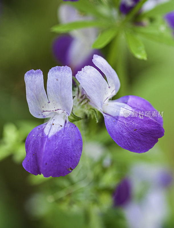 山梨花(Collinsia heterophylla)是一种开花植物，原产于加利福尼亚和下加利福尼亚。它被称为紫色中国房子或天真。托罗县公园，蒙特利县，加利福尼亚州。车前草科。